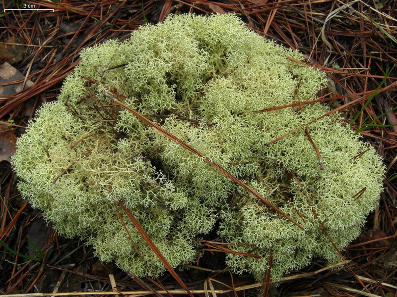 Cladonia subtenuis