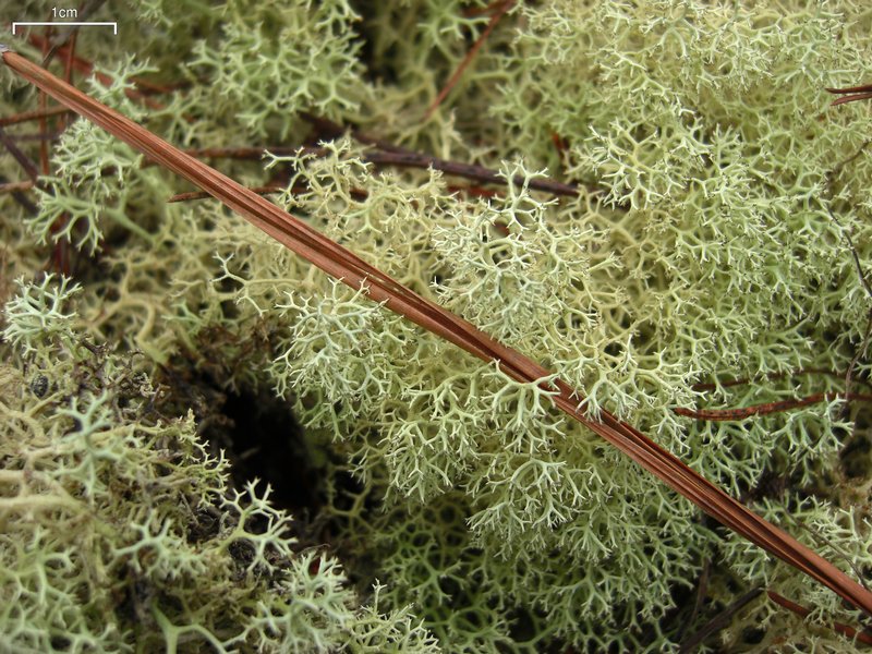 Cladonia subtenuis