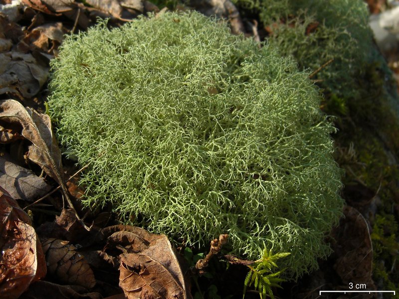 Cladonia subtenuis