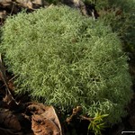 Cladonia subtenuis