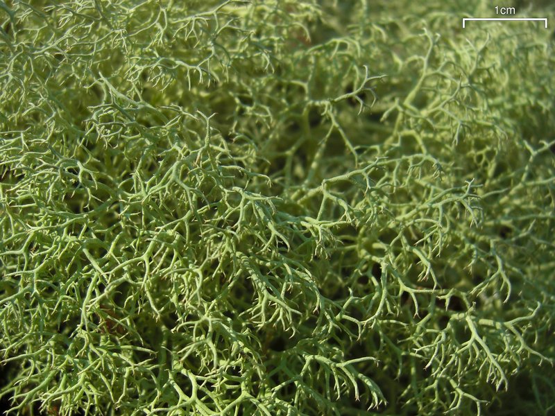 Cladonia subtenuis