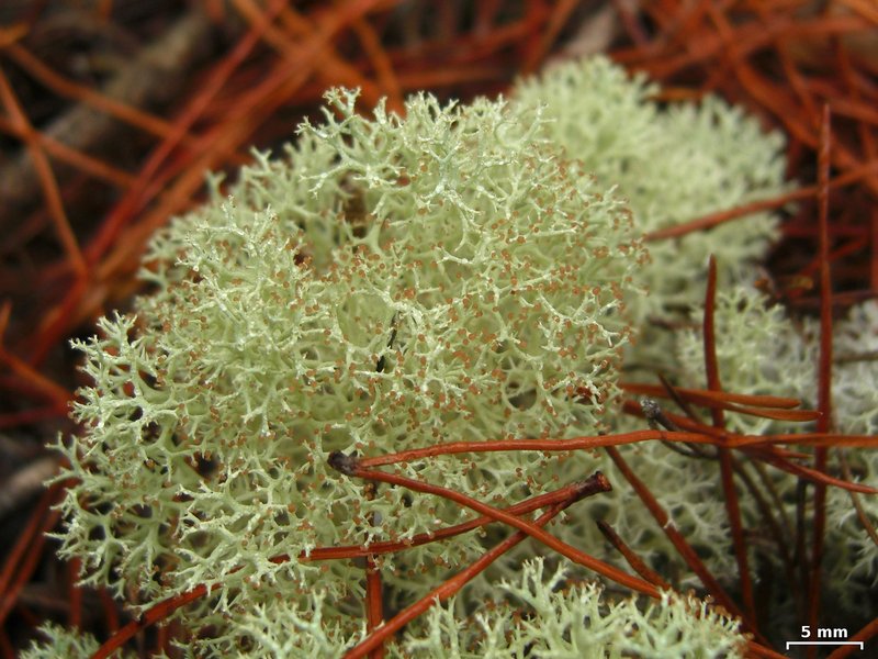 Cladonia subtenuis