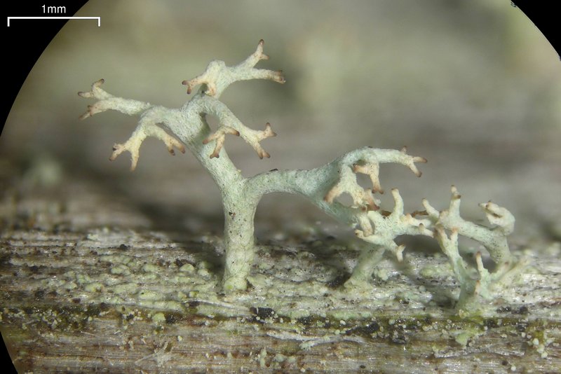 Cladonia subtenuis