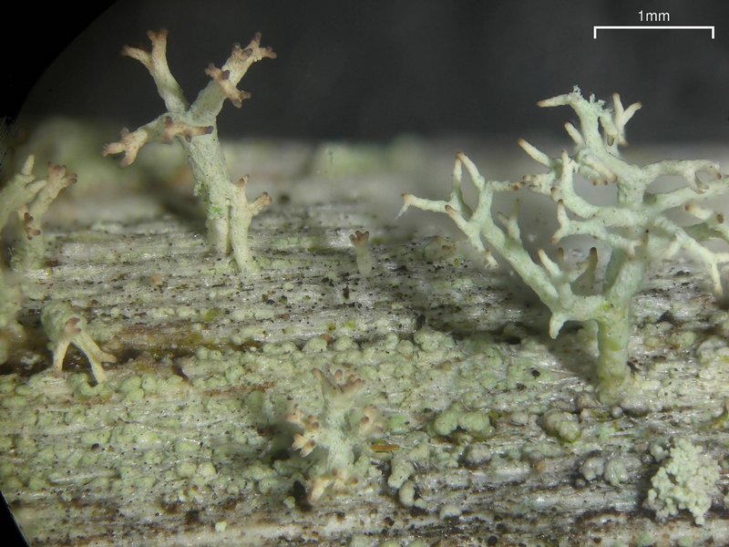 Cladonia subtenuis