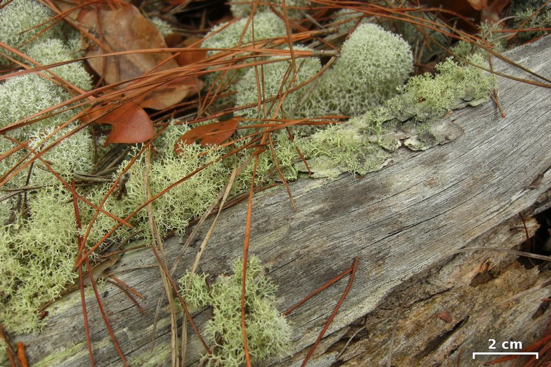 Cladonia subtenuis