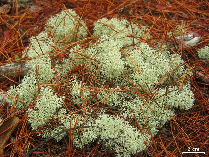 Cladonia subtenuis