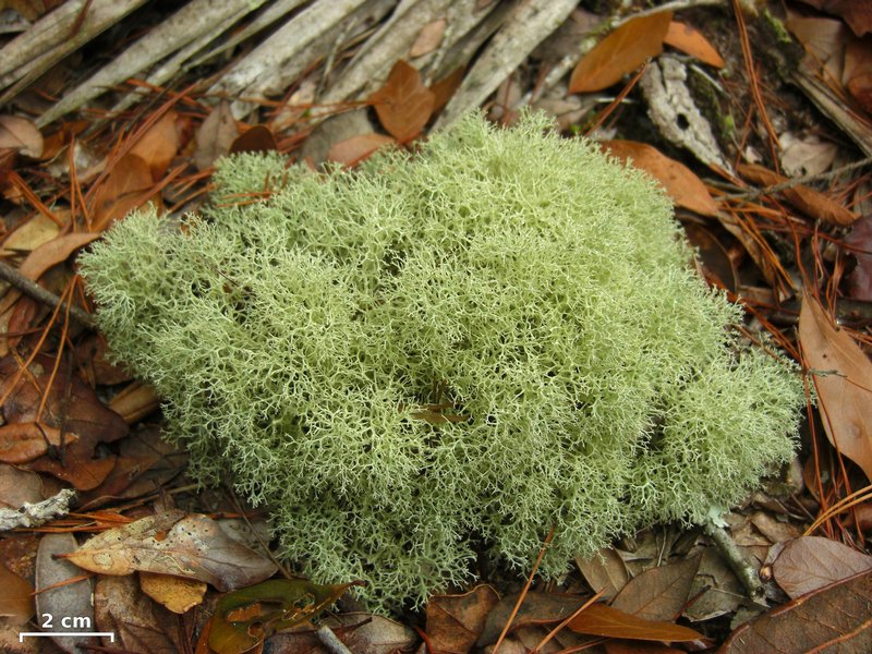 Cladonia subtenuis