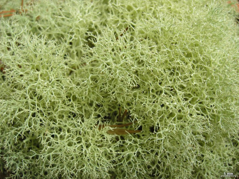 Cladonia subtenuis