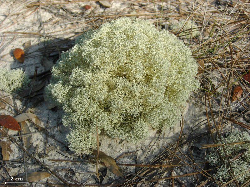 Cladonia subtenuis