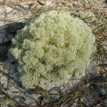 Cladonia subtenuis