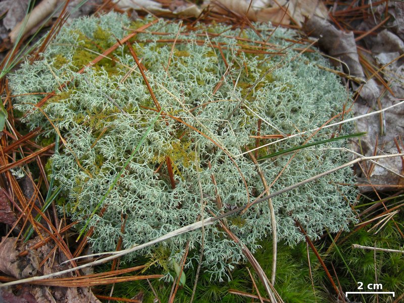 Cladonia subtenuis