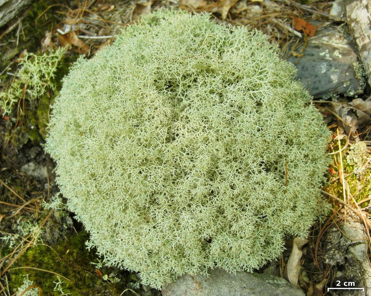 Cladonia subtenuis