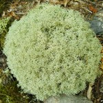 Cladonia subtenuis