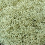 Cladonia subtenuis