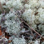 Cladonia subtenuis