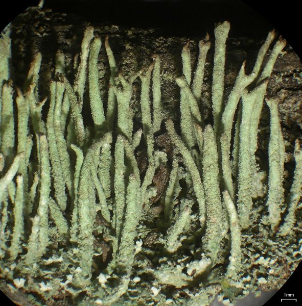 Cladonia subulata