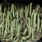 Cladonia subulata