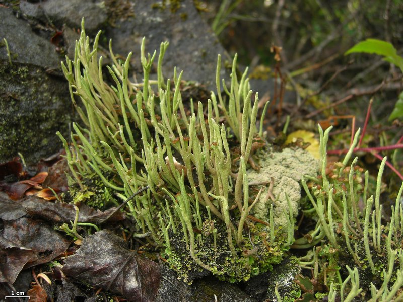 Cladonia subulata