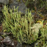 Cladonia subulata