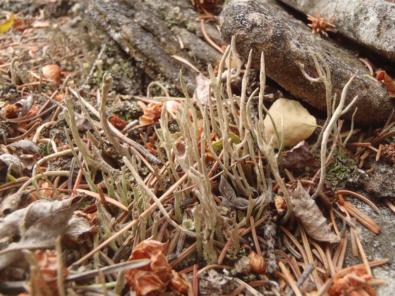 Cladonia subulata