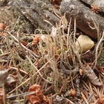 Cladonia subulata