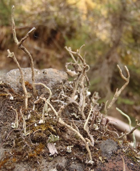 Cladonia subulata