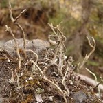 Cladonia subulata