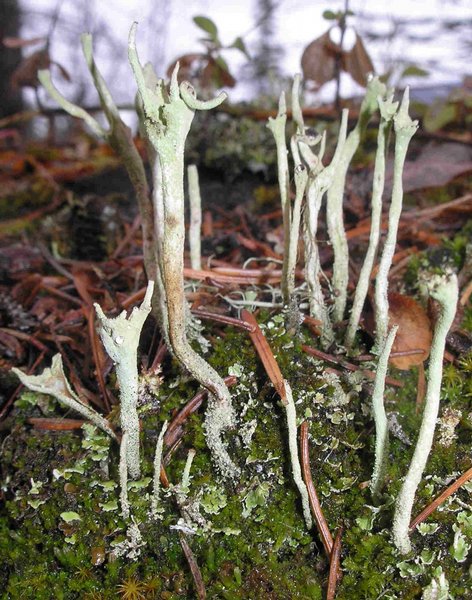 Cladonia subulata