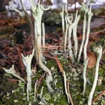 Cladonia subulata