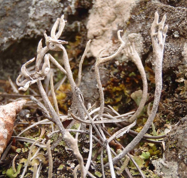 Cladonia subulata