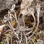 Cladonia subulata