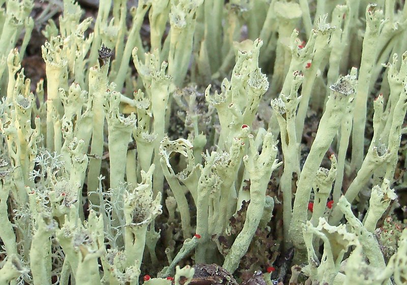 Cladonia sulphurina
