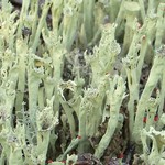 Cladonia sulphurina