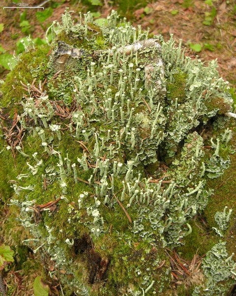 Cladonia sulphurina