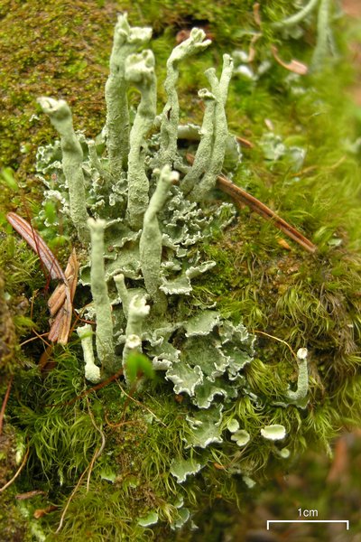 Cladonia sulphurina