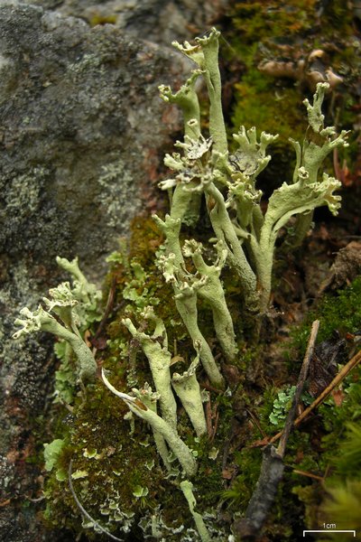 Cladonia sulphurina