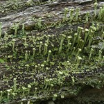 Cladonia sulphurina