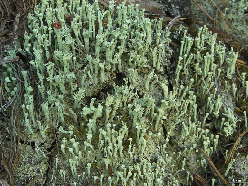 Cladonia sulphurina