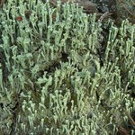 Cladonia sulphurina