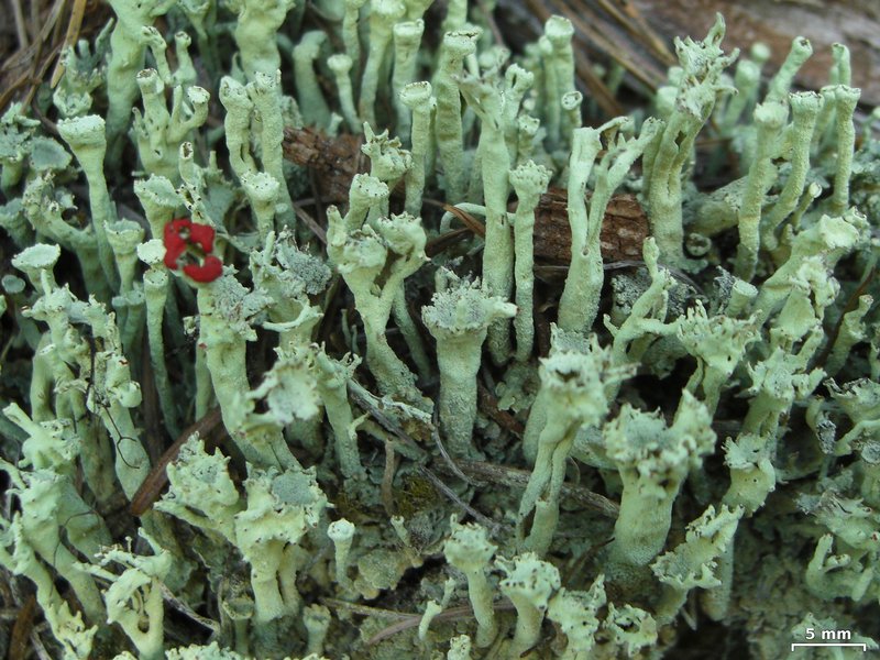 Cladonia sulphurina