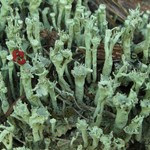 Cladonia sulphurina