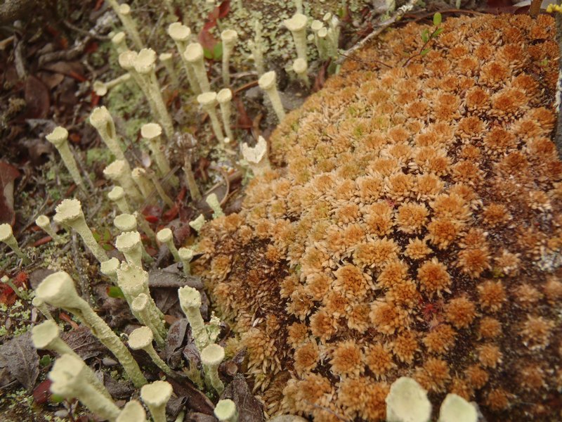 Cladonia sulphurina