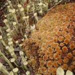 Cladonia sulphurina