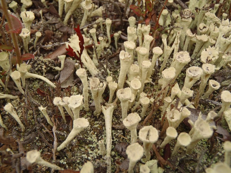 Cladonia sulphurina