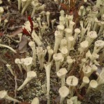 Cladonia sulphurina