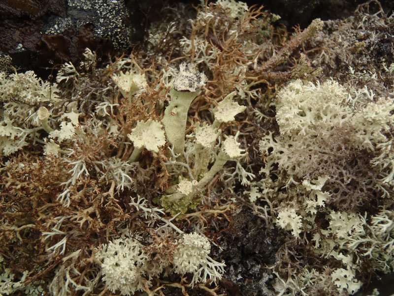 Cladonia sulphurina