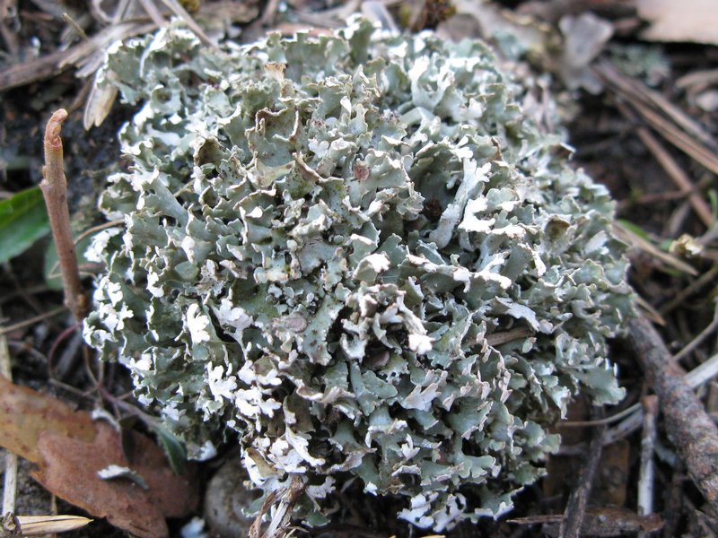 Cladonia symphycarpia