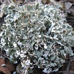 Cladonia symphycarpia