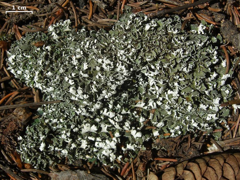 Cladonia symphycarpia