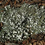 Cladonia symphycarpia